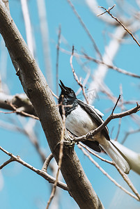小鸟树上枝头停歇动物摄影图配图