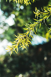 植物春季春分绿植叶子景色摄影图配图