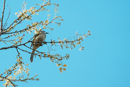 树上的鸟儿鸟类动物小鸟停歇摄影图配图