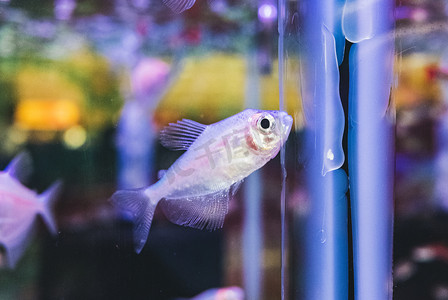 锦鲤广告摄影照片_金鱼观赏鱼鱼类动物鱼缸摄影图配图