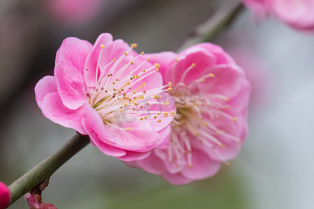 写意梅花摄影照片_梅花春天花蕊植物风景摄影图配图