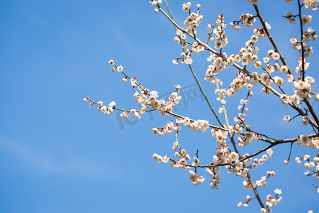 梅花花瓣摄影照片_梅花春天立春蓝天白云摄影图配图