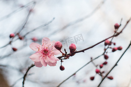 梅花春天花风景自然摄影图配图