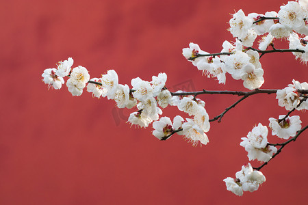 梅花风景摄影照片_红墙下午梅花红墙自然摄影图配图