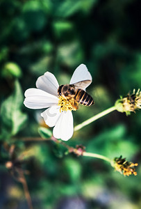 春季春分花朵植物蜜蜂采花蜜摄影图配图
