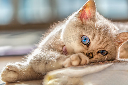 手绘咪咪零食摄影照片_宠物白天猫咪室内卧式摄影图配图