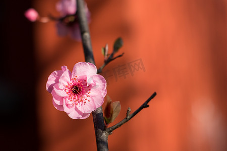 梅花风景摄影照片_梅花春天植物红墙盛开摄影图配图