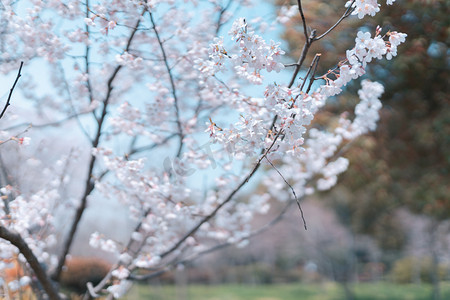 花季白天樱花公园散步摄影图配图
