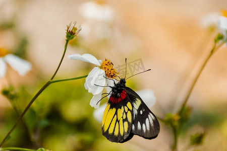 一只蝴蝶白天户外停留在花朵上采蜜摄影图配图