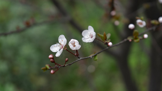 春季白天梨花公园静态摄影图配图