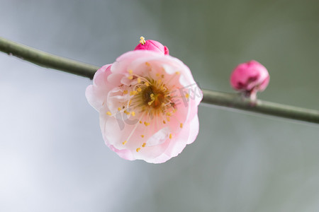 梅花春天植物花蕊特写摄影图配图