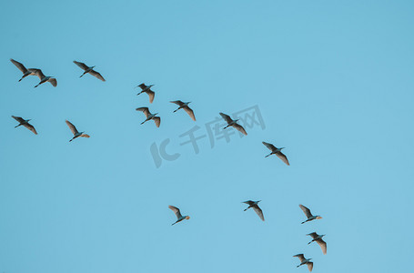 群鸟展翅高飞鸟类动物飞翔摄影图配图