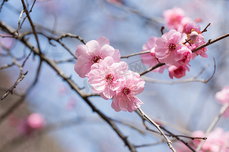春立春摄影照片_植物春冬天梅花花卉立春开花摄影图配图