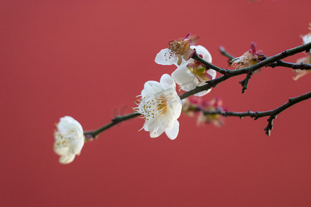 梅花花瓣摄影照片_春天白梅花红墙绽放摄影图配图