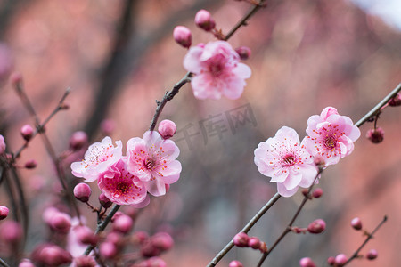 梅花花瓣摄影照片_花下午梅花花蕊特写摄影图配图