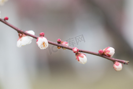 花苞春天花朵自然风景摄影图配图