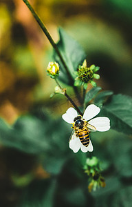 春天春季植物花朵蜜蜂摄影图配图