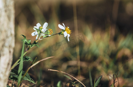 春季春色摄影照片_植物花朵春季立春暖春摄影图配图