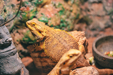 沙漠蜥蜴摄影照片_热带蜥蜴白天蜥蜴动物园摄影图配图