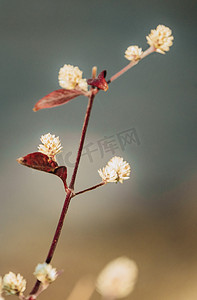 花枝水墨摄影照片_花卉花草春季春分花枝摄影图配图