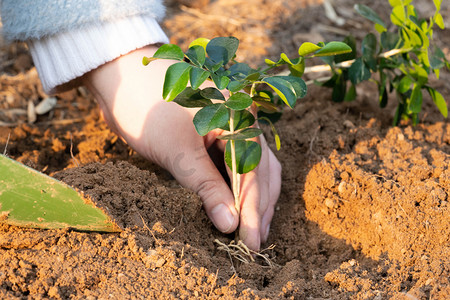 植树节白天植树节植树树苗室外植树节摄影图配图