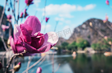 春天赏花花卉植物景色摄影图配图