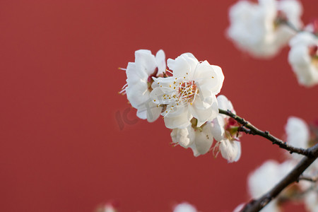 白色梅花摄影照片_盛开下午白梅红墙风景摄影图配图