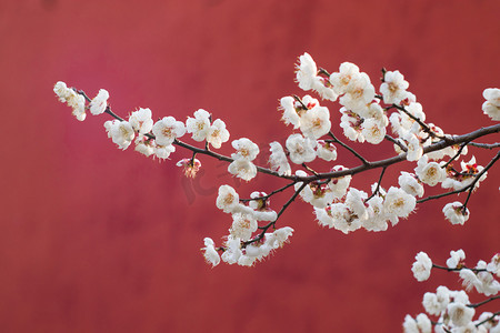 玫瑰花瓣雨摄影照片_红墙花白梅自然风景摄影图配图