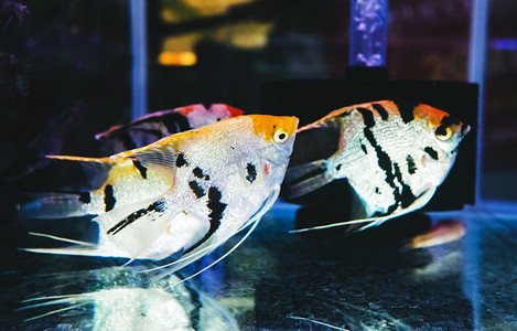 金鱼观赏鱼热带鱼鱼缸动物摄影图配图