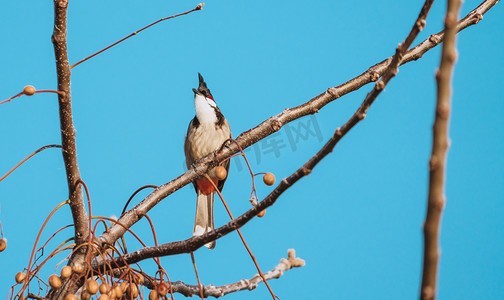 树枝上的小鸟停歇鸟儿动物摄影图配图