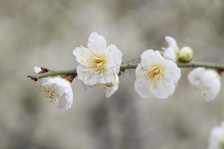 梅花花瓣摄影照片_花春天梅花风景花蕊摄影图配图