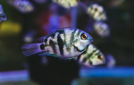 金鱼鱼类观赏鱼热带鱼动物摄影图配图