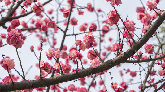 冬天植物摄影照片_梅花朝阳梅花多多蓝天静态摄影图配图