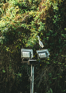 鸟儿动物鸟类灯杆上的鸟停歇摄影图配图