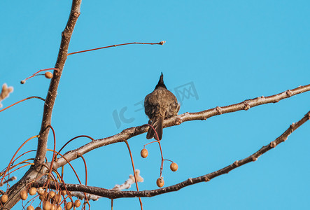 小鸟摄影照片_小鸟动物树上休息背影摄影图配图