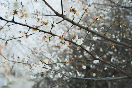 春天阳光白樱花路边赏花摄影图配图