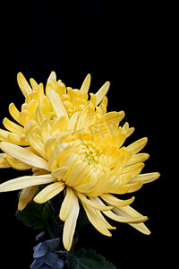清明节花卉金菊植物缅怀摄影图配图