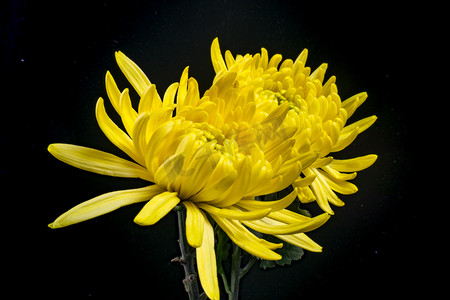 中式植物摄影照片_美丽中式花卉植物菊花摄影图配图