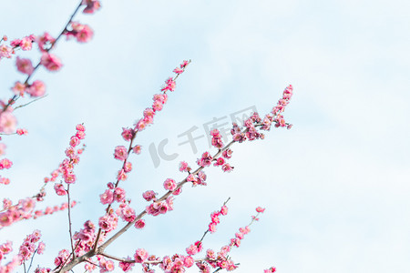 植物系摄影照片_入春中午公园梅花赏花摄影图配图