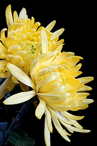 清明节植物黄色菊花花瓣特写摄影图配图