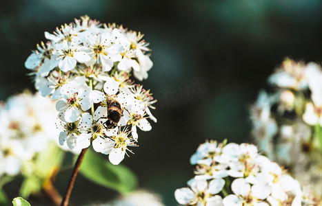 梨花春天立春蜜蜂采花蜜摄影图配图