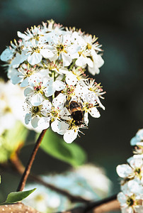 采叶子摄影照片_梨花蜜蜂采花蜜春天立春摄影图配图