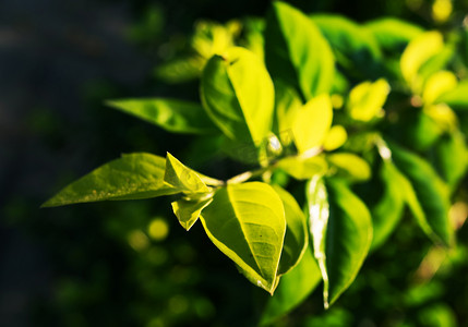 阳光绿叶春季植物逆光摄影图配图