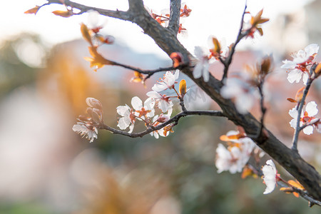 植物系摄影照片_春天中午樱花公园赏花摄影图配图