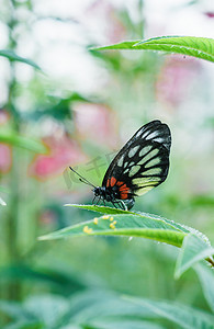 蝴蝶昆虫动物绿植春季摄影图配图