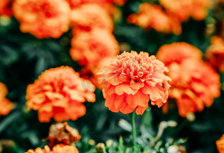 橘色花朵摄影照片_花卉花朵春天植物立春摄影图配图
