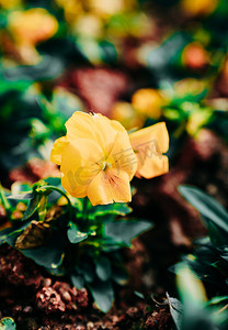 植物花朵黄花春天赏花摄影图配图