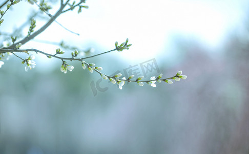 桃花独支上午虚化素材摄影图配图