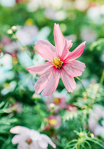 红花绿叶摄影照片_春天植物花卉花朵鲜花摄影图配图