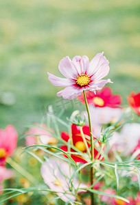 绿叶春季摄影照片_春季暖春花朵植物鲜艳摄影图配图